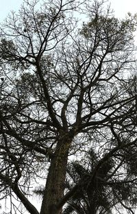 Low angle view of bare tree against sky