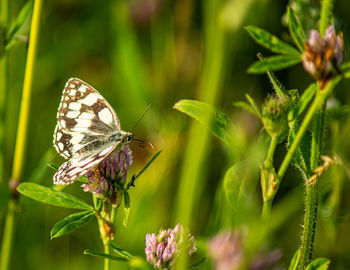 Marbled white english butterfly black spotted wings perched on wild flowers spring view