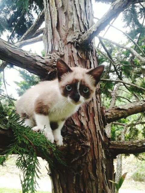 CLOSE-UP OF CAT SITTING ON TREE