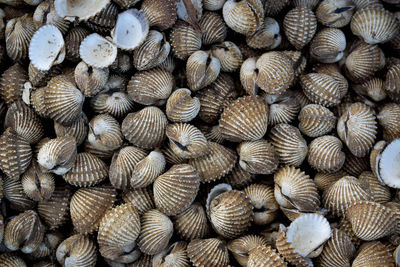 Several scallop shells