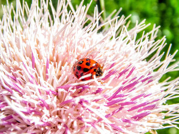 Close-up of insect on purple flower