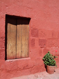 Potted plant on wall of building