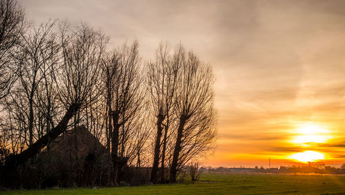 Silhouette of trees on field at sunset