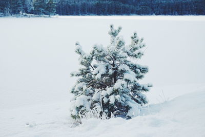 Tree on snow covered field