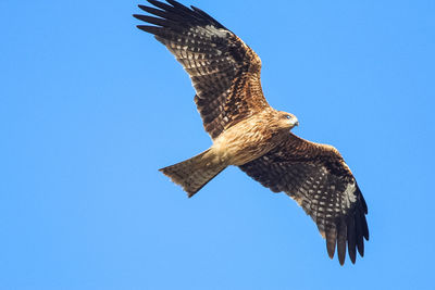 Low angle view of peregrine falcon against clear sky on sunny day