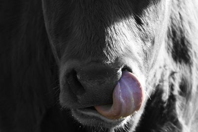 Close-up of a cow