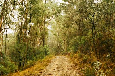 Dirt road passing through forest