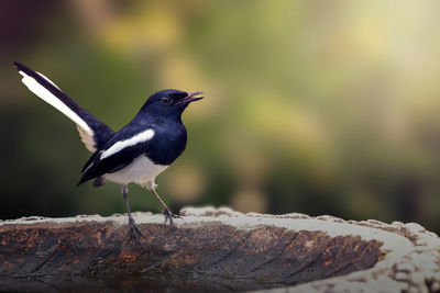 Close-up of bird perching on rock