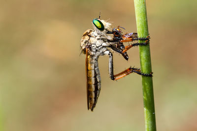 Close-up of insect on leaf