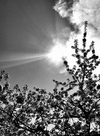 Low angle view of trees against sky