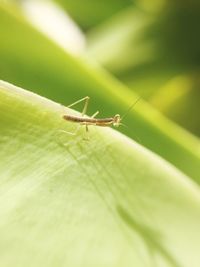 Close-up of insect on leaf