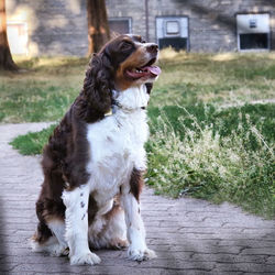 Dog looking away on field