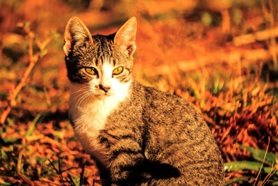Portrait of cat sitting on field