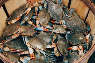 High angle view of crabs for sale