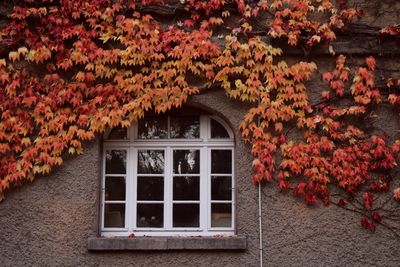 Low angle view of leaves growing on house during autumn