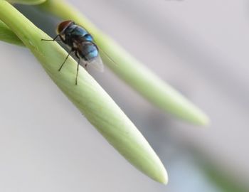 Close-up of insect on leaf