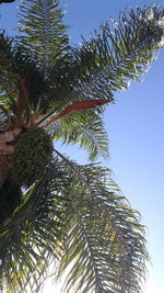 Low angle view of tree against clear sky