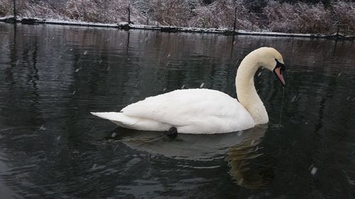White swan in water