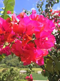 Close-up of pink flowering plant