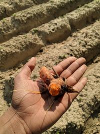 Close-up of person holding leaf