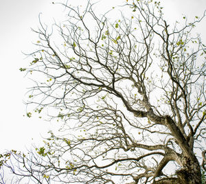 Low angle view of tree against clear sky