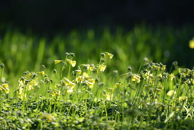 Close-up of flowering plants on field