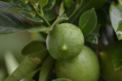 Close-up of wet fruit