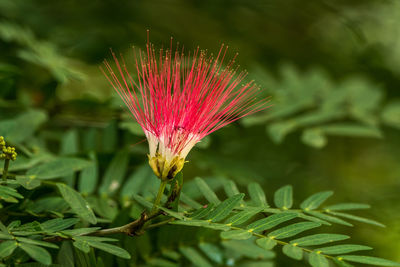 Close-up of plant