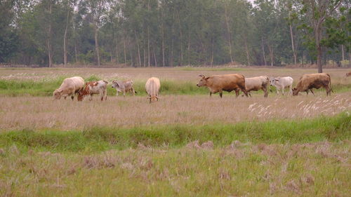 Horses in a field