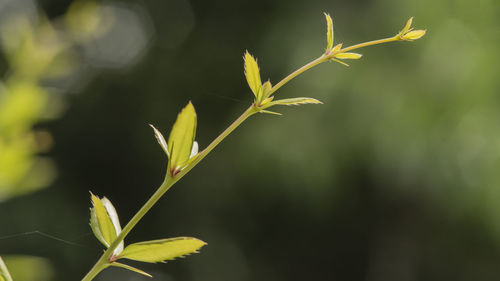 Close-up of plant leaves