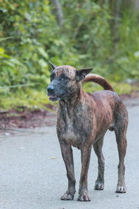 Dog standing on road