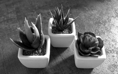 Close-up of succulent plant on table