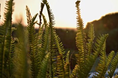 Close-up of fern leaves