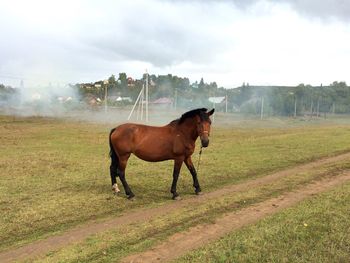 Horse on field against sky