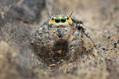 Close-up of spider on field