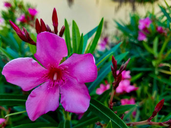 Close-up of pink flower blooming outdoors