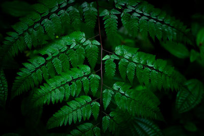 ferns and horsetails