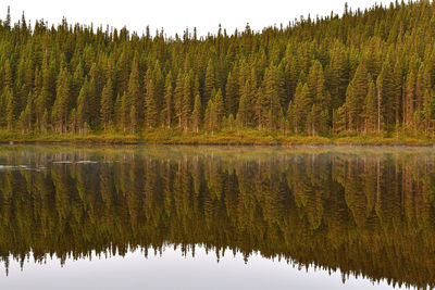 Scenic view of lake by trees in forest against sky