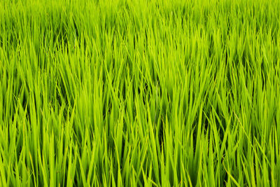 Full frame shot of rice field