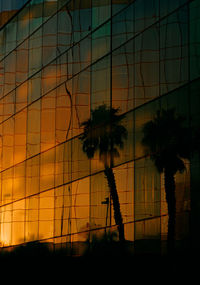 Reflection of trees on building
