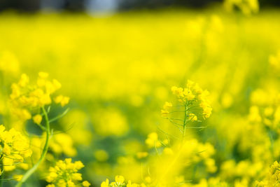 Close-up of fresh yellow flower field