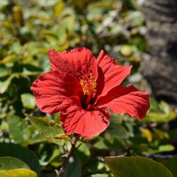 Close-up of red hibiscus flower