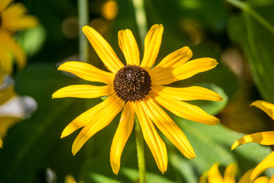 Close-up of yellow daisy flower