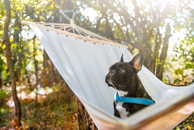 Close-up of a french bulldog dog in hammock looking away