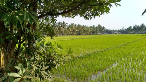 Scenic view of field against sky