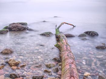 Fallen old maple tree from cliff into sea. stony beach. rocks in sea against sky