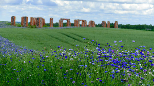 Landscape with colorful cornflowers and the ruins of an old barn, made of boulders and red bricks