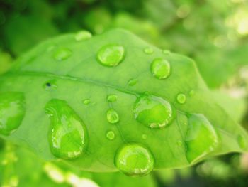 Close-up of raindrops on leaf