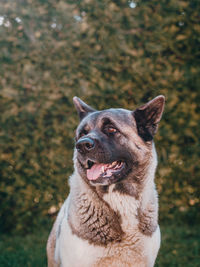 Portrait of dog looking away