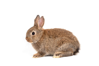 Close-up of a rabbit over white background